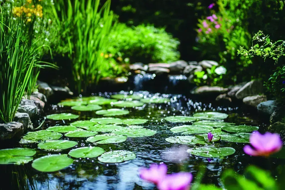 Landscaped water pond planted with lilies and marginal grasses